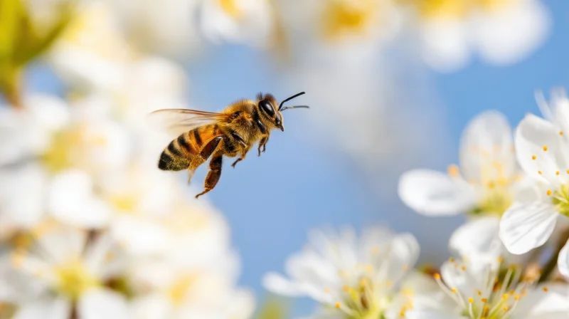 Honeybee flying among white blossoms in a spring garden