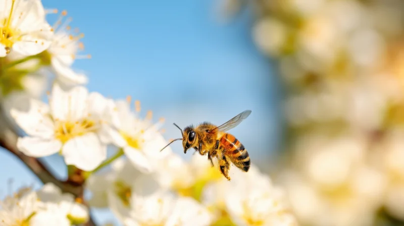 Honeybee hovering near white blossoms on a tree branch against a blue sky