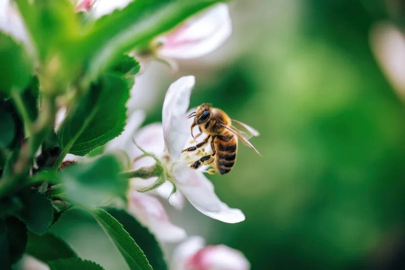 Honeybee pollinating a white apple blossom in a green garden