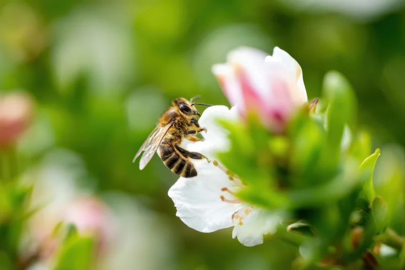 Honeybee foraging on a white and pink flower in a green garden