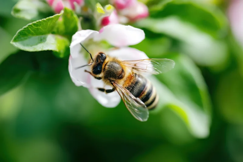 Honeybee collecting nectar from a white apple blossom in a green garden