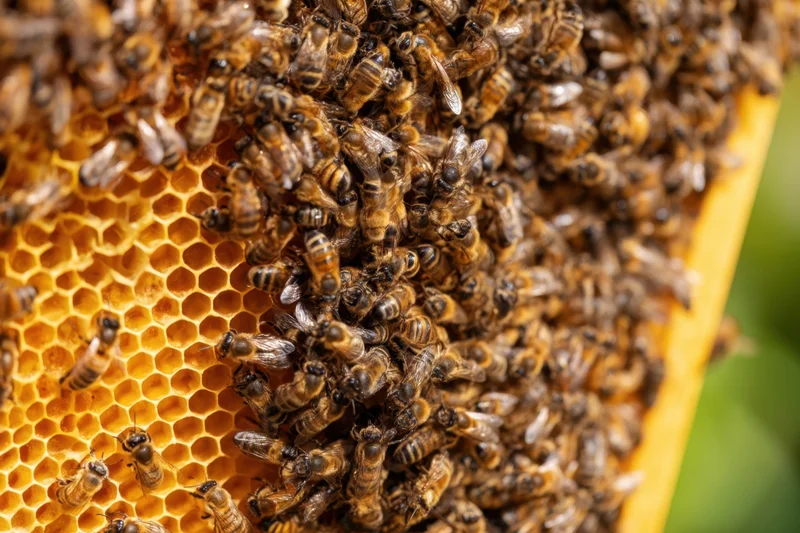 Bees clustered on a honeycomb structure outdoors