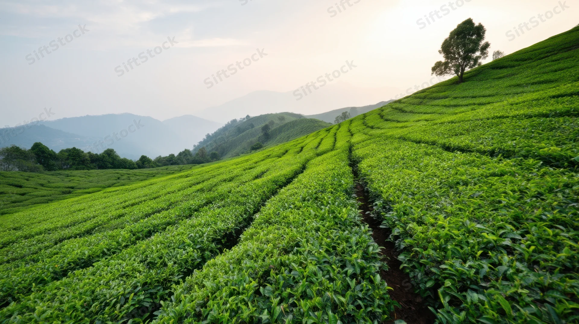 Terraced tea plantation on rolling hills under soft morning light — this is acceptable, but let’s make it tighter