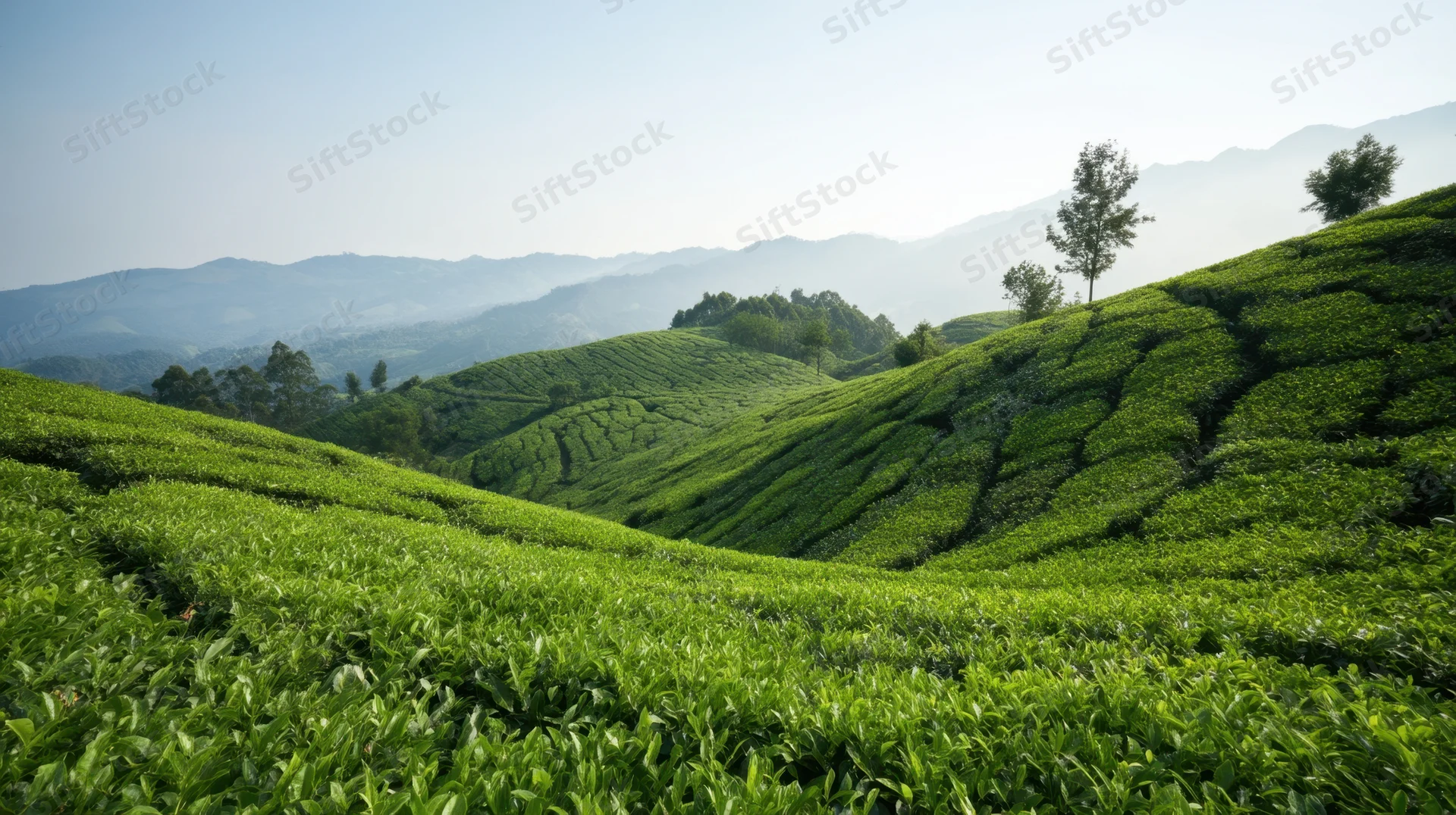 Terraced tea fields on rolling hills with mountain backdrop under clear sky