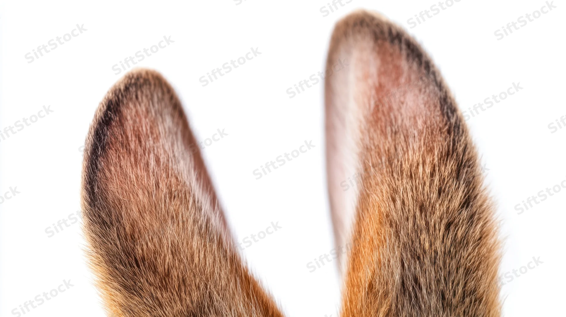 Closeup of rabbit ears with brown fur against white background