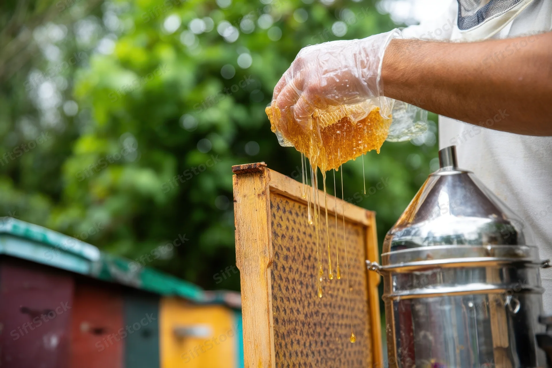 Beekeeper extracting honey from a comb over a frame and extractor in an apiary