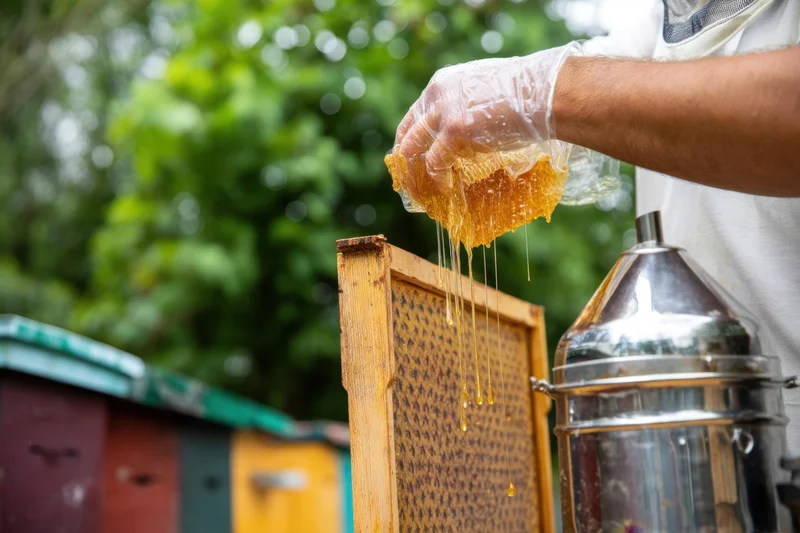 Beekeeper extracting honey from a comb over a frame and extractor in an apiary