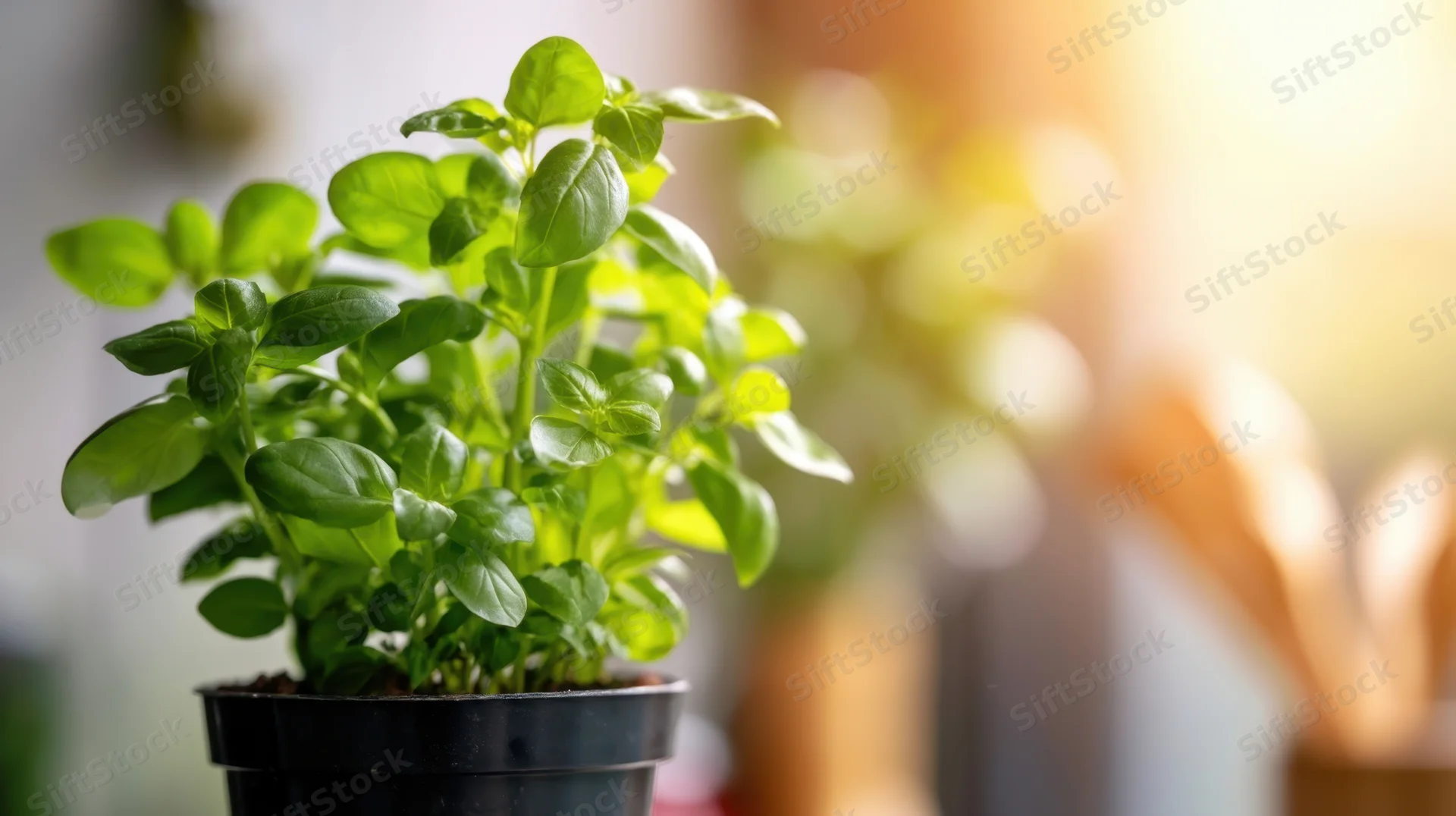 Basil plant in a black pot near a sunlit window in a kitchen setting