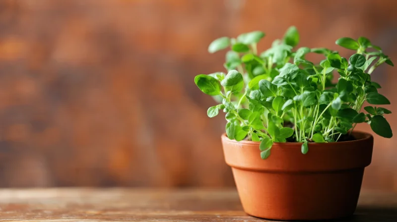 Oregano sprouts growing in a terracotta pot on a wooden table