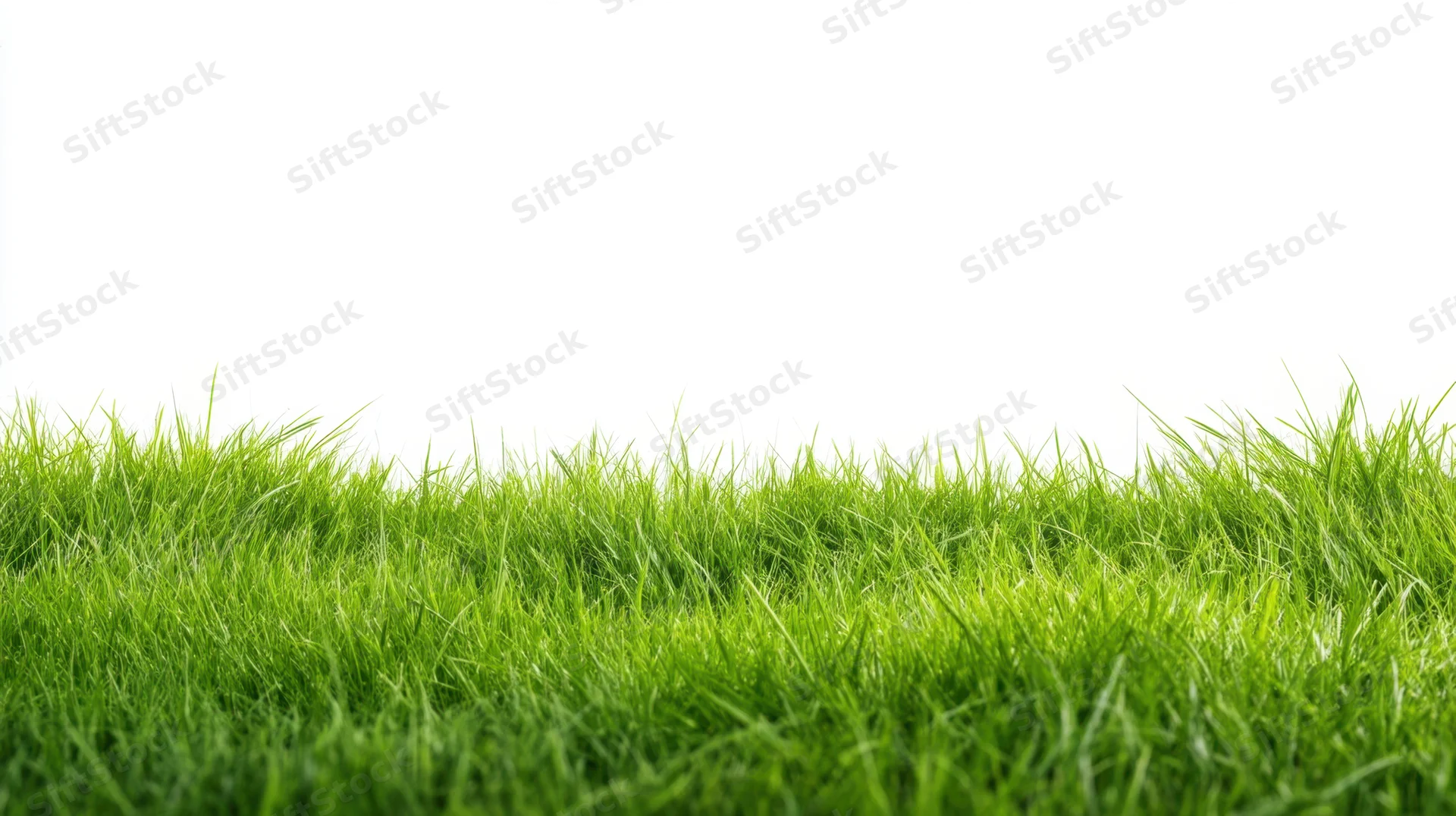 Vibrant green grass growing in a field against a white background with copyspace above