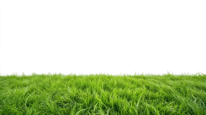 Grass Carpet Against a Clean White Background for Natural Fresh Design