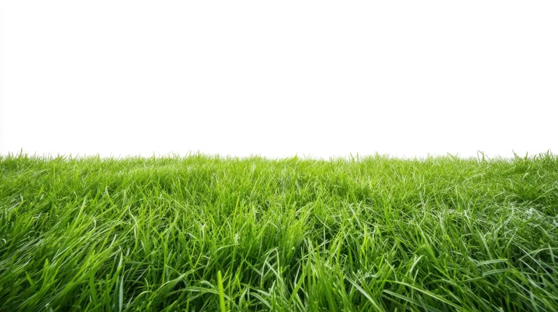 Vibrant green grass growing in a field under bright light