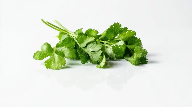 Fresh cilantro bunch on white surface with reflection