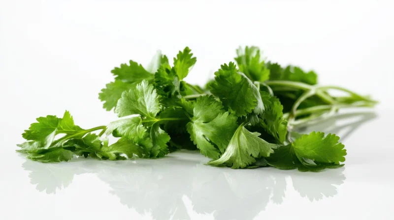 Fresh cilantro leaves arranged on a reflective white surface
