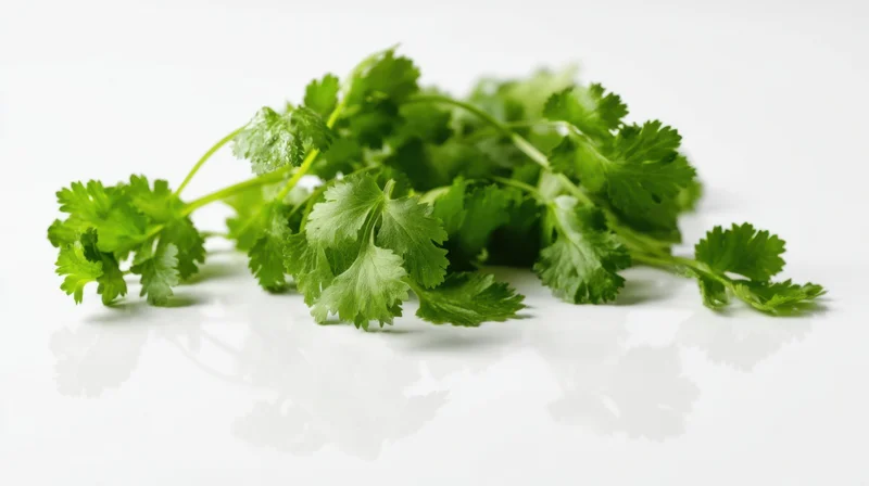 Fresh cilantro sprigs arranged on a white reflective surface