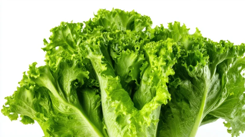 Fresh green lettuce leaves in close-up against white background