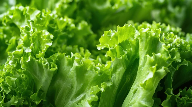 Closeup of fresh green lettuce leaves with ruffled edges