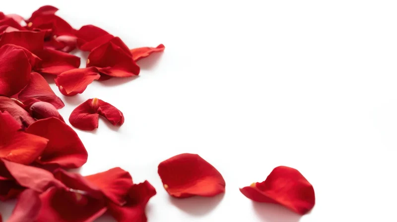 Scattered red rose petals on white background with copyspace