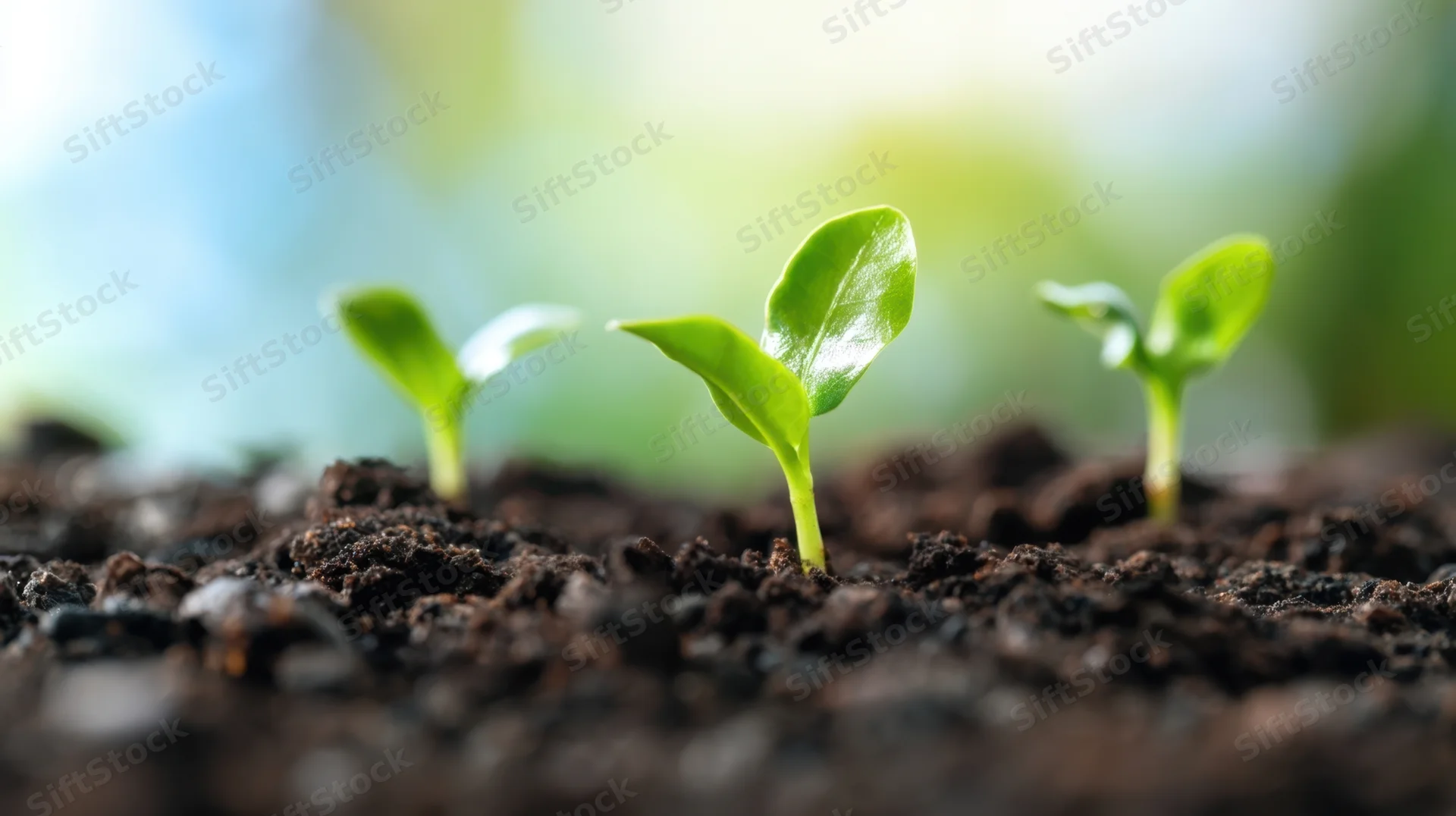 Three young seedlings emerging from dark soil in a garden setting
