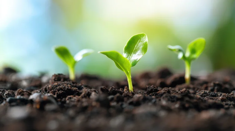 Three young seedlings emerging from dark soil in a garden setting