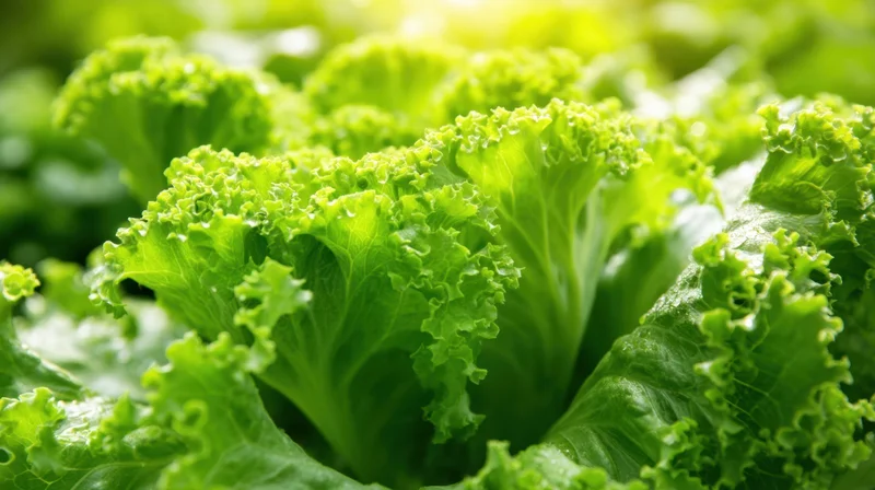 Closeup of vibrant green lettuce leaves growing in a garden