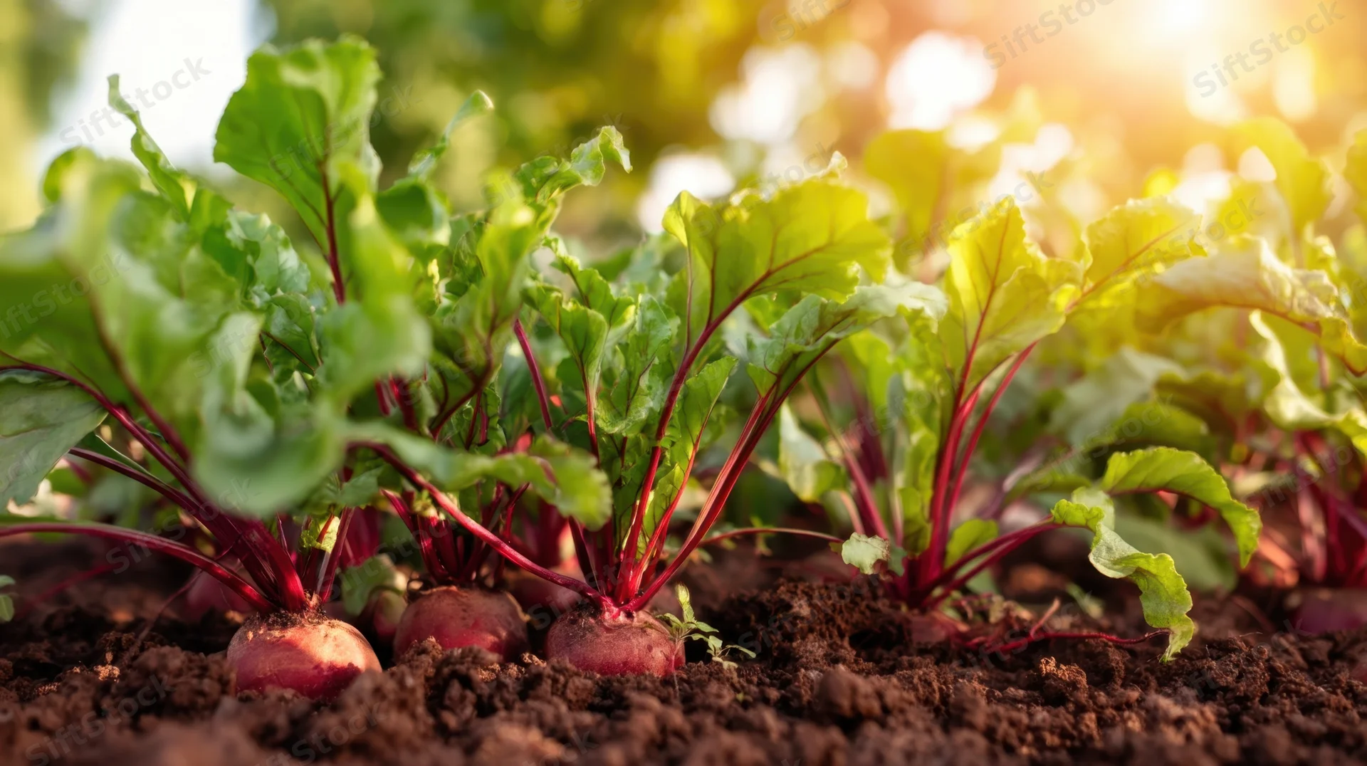 Beets growing in soil with green leaves under sunlight in a garden