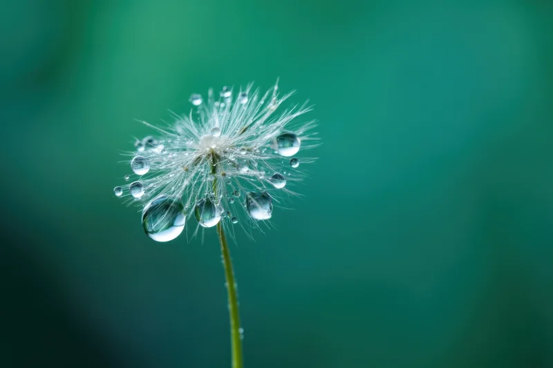 Close-up of a dandelion seed head with water droplets on a green background