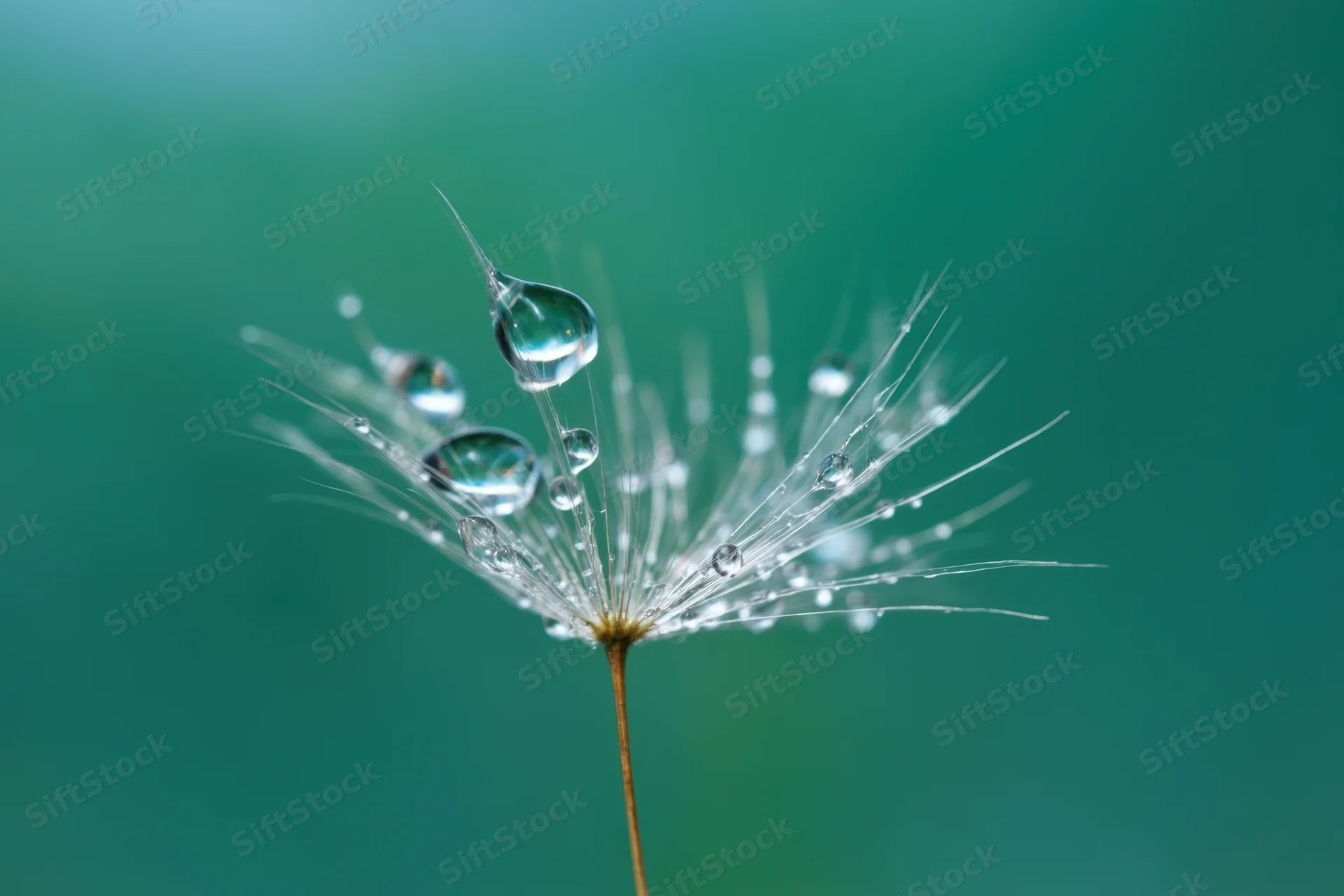 Close-up of a dandelion seed head with water droplets on its filaments against a green background