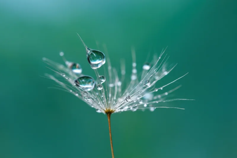 Close-up of a dandelion seed head with water droplets on its filaments against a green background