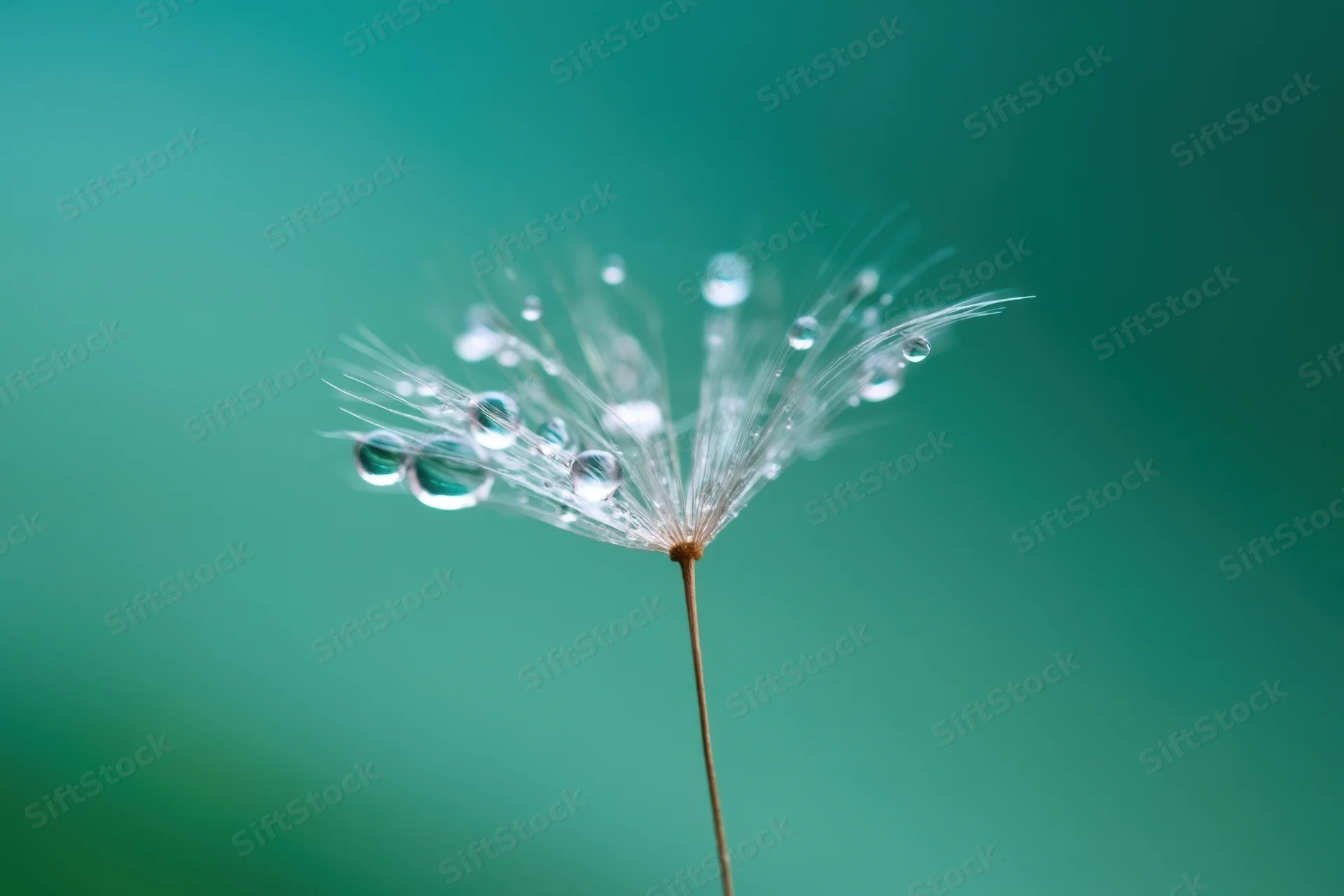 Close-up of a single dandelion seed with water droplets on its stem against a green background