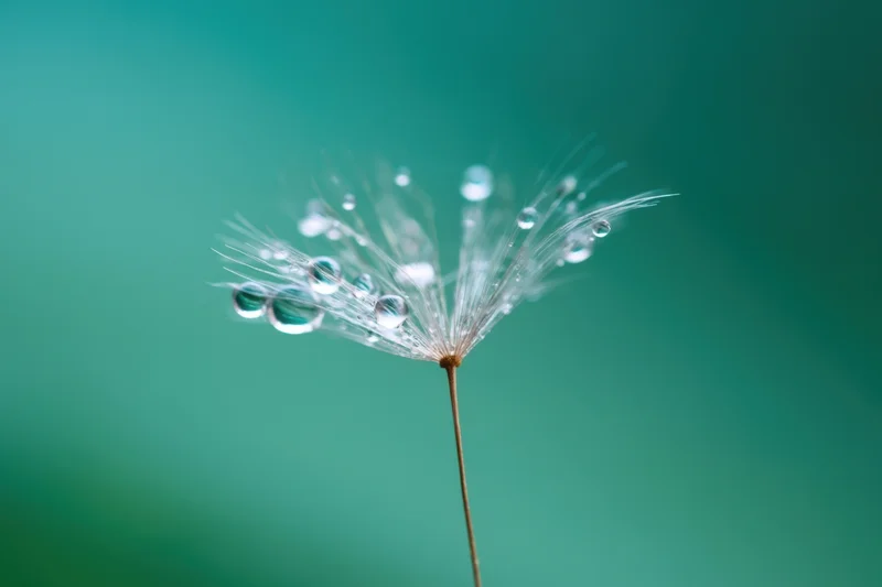 Close-up of a single dandelion seed with water droplets on its stem against a green background