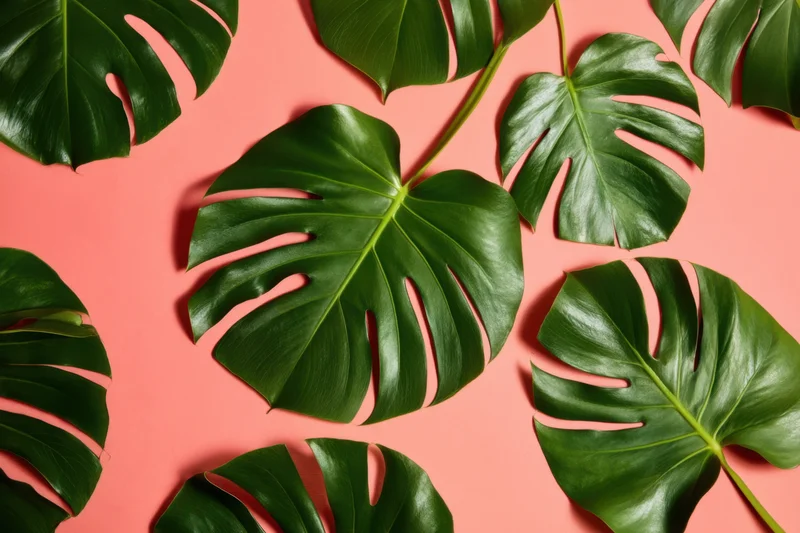 Large glossy monstera leaves arranged on a coral pink background in a flat lay composition