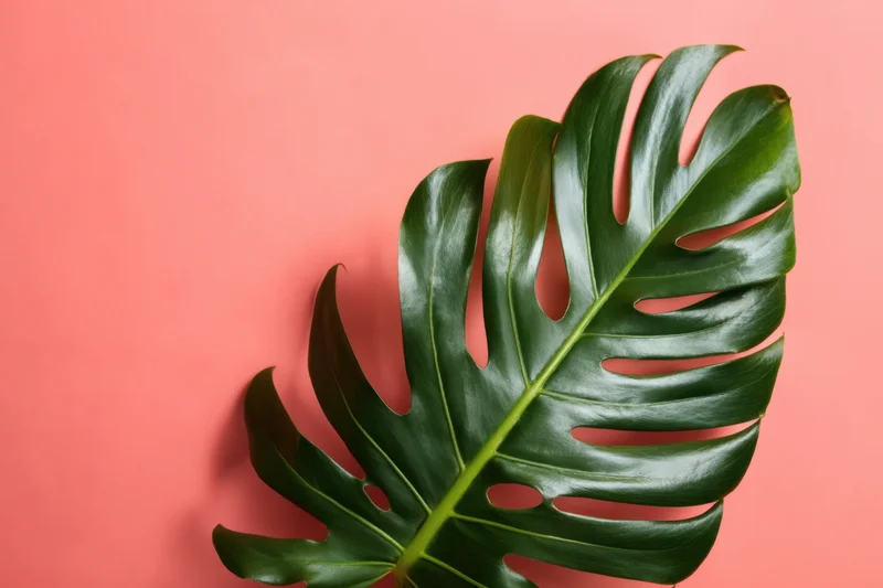 Large glossy monstera leaf on coral background with copyspace