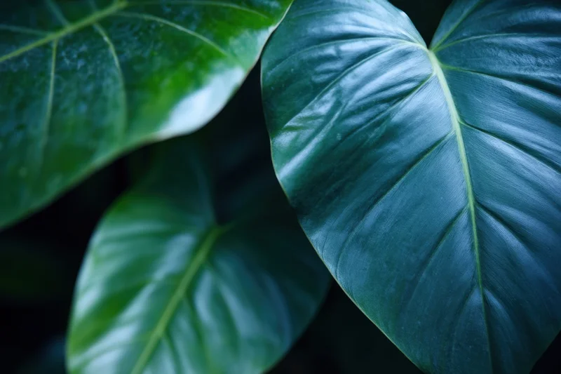 Close-up of overlapping tropical leaves with glossy green surfaces and visible veins in natural lighting