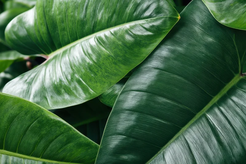 Close-up of overlapping tropical leaves with glossy green surfaces and visible veins