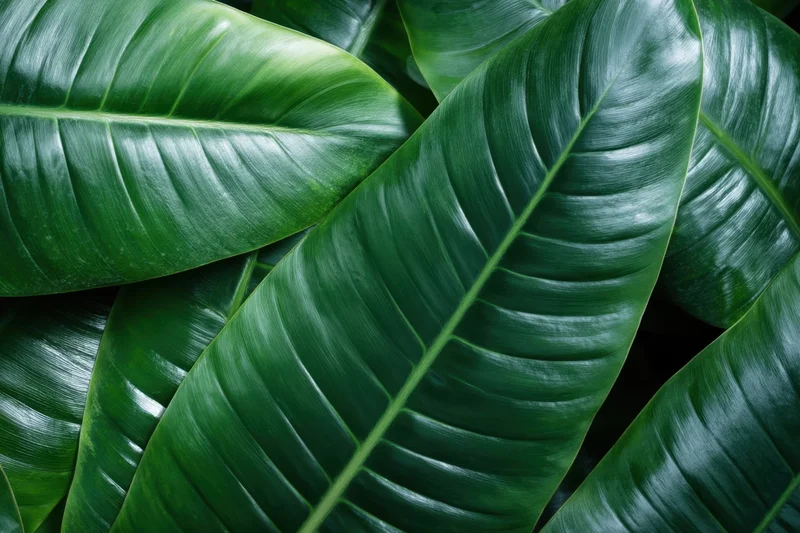 Close-up of overlapping tropical leaves with glossy emerald green surfaces and visible veins