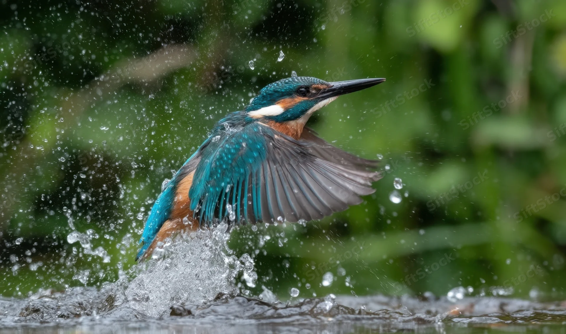 Kingfisher diving into water with wings spread, creating splash in natural habitat