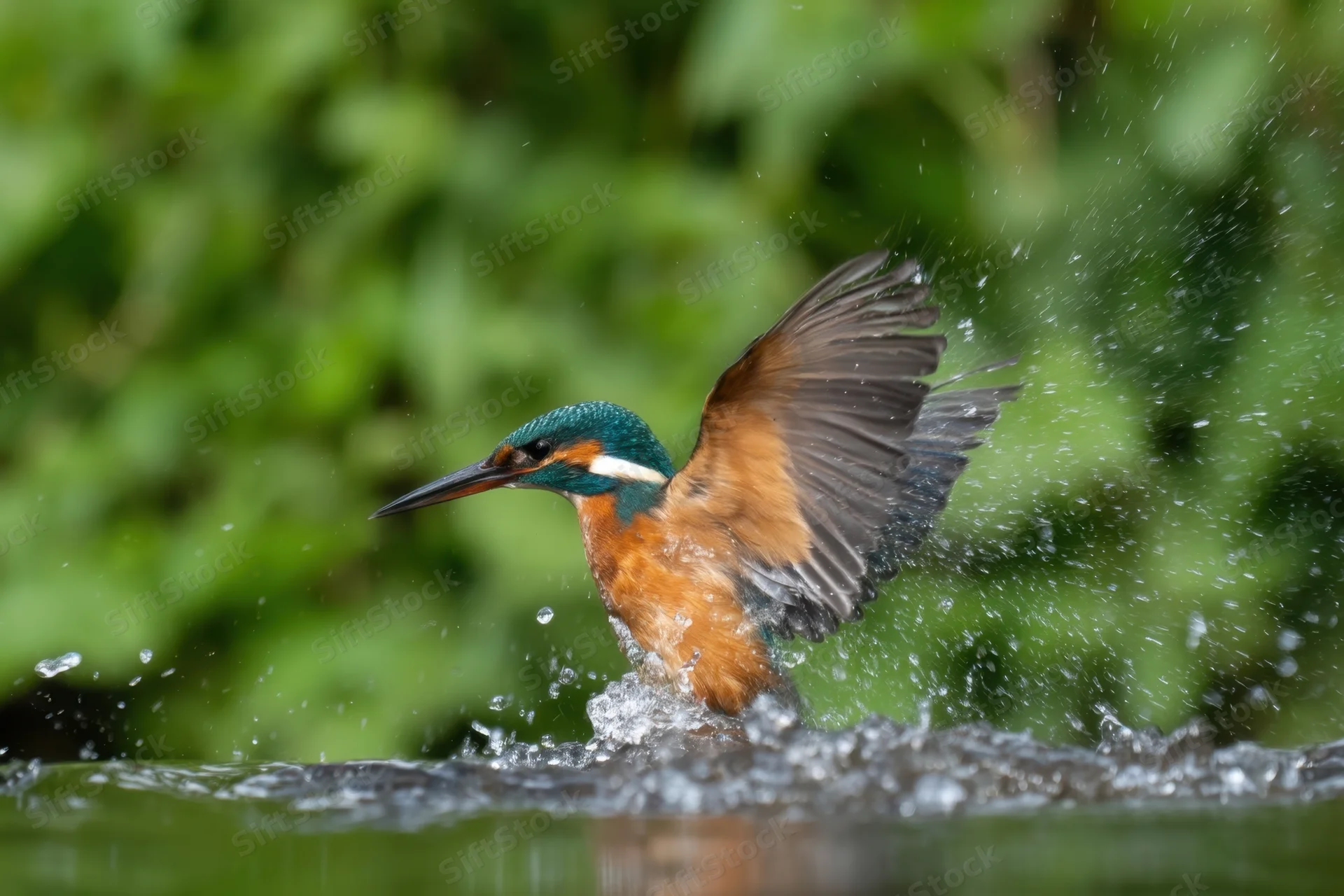 Kingfisher emerging from water with wings spread and splashing around it in a green natural setting