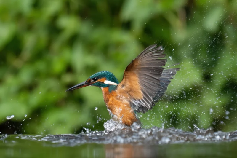 Kingfisher emerging from water with wings spread and splashing around it in a green natural setting