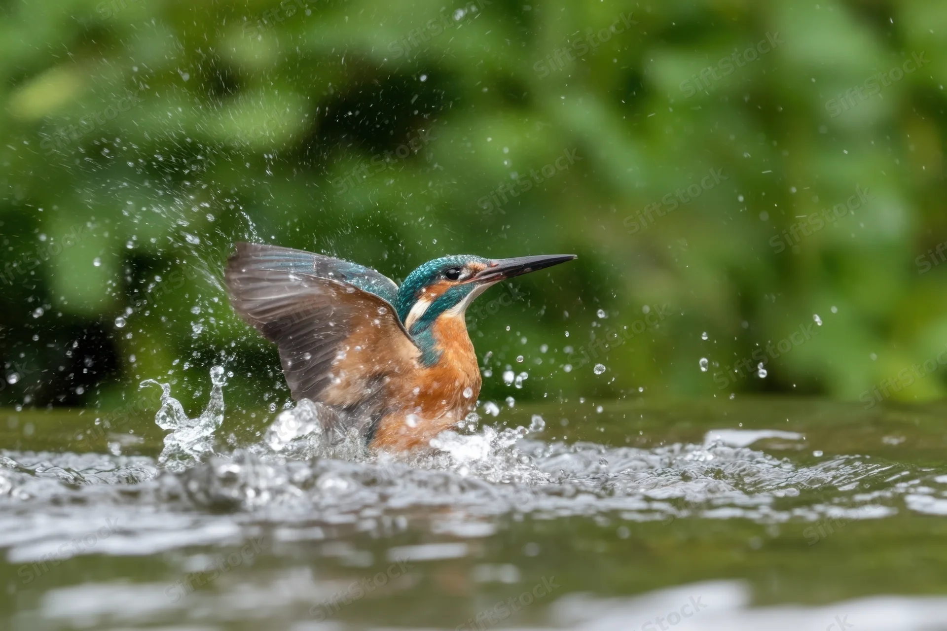Kingfisher splashing in water with wings raised near riverbank