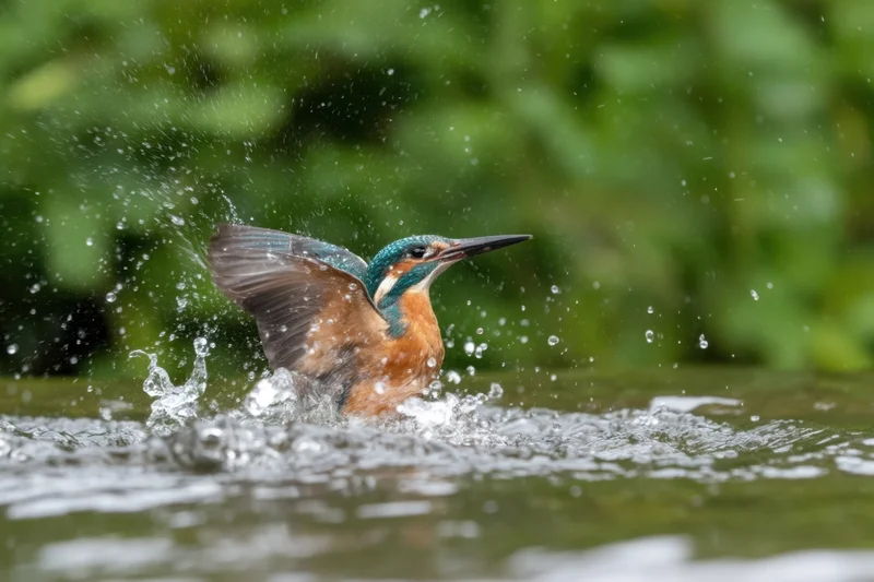 Kingfisher splashing in water with wings raised near riverbank