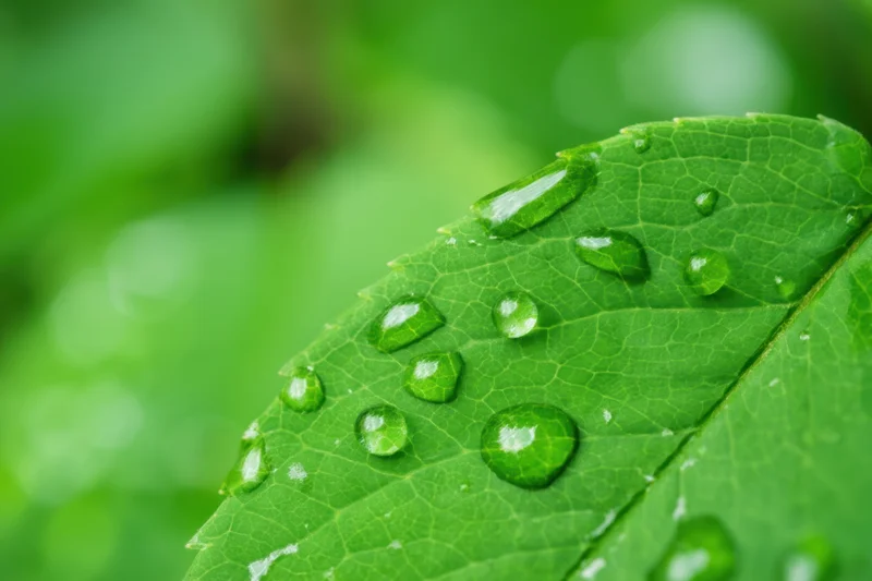 Closeup of a green leaf with dew droplets on its surface in a natural setting