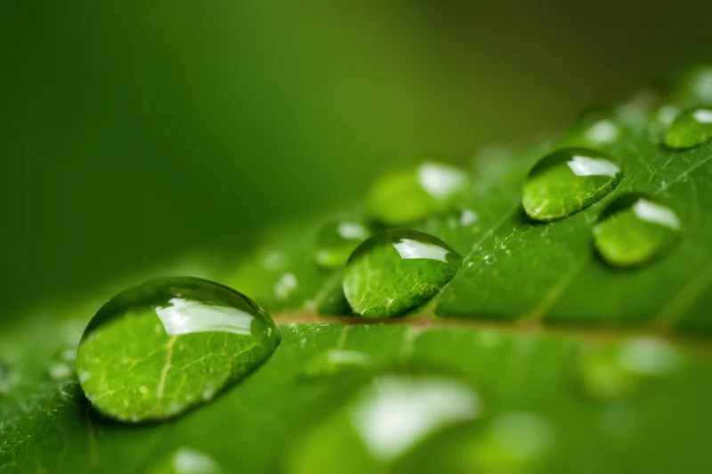 Water droplets resting on a green leaf surface in macro view