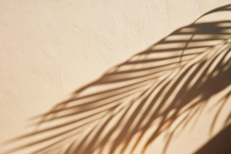 Palm frond shadow cast on a beige textured wall in soft sunlight