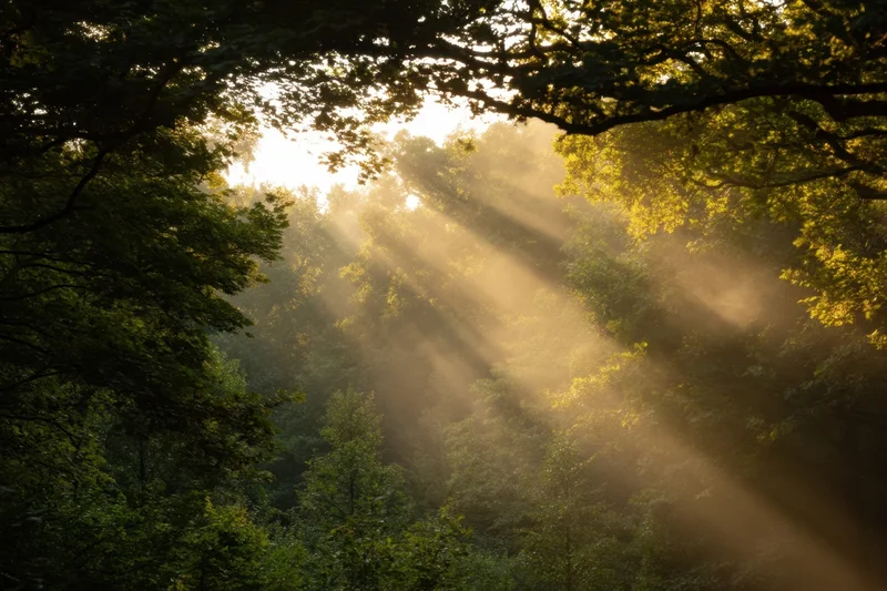 Sunlight streaming through misty forest canopy at dawn