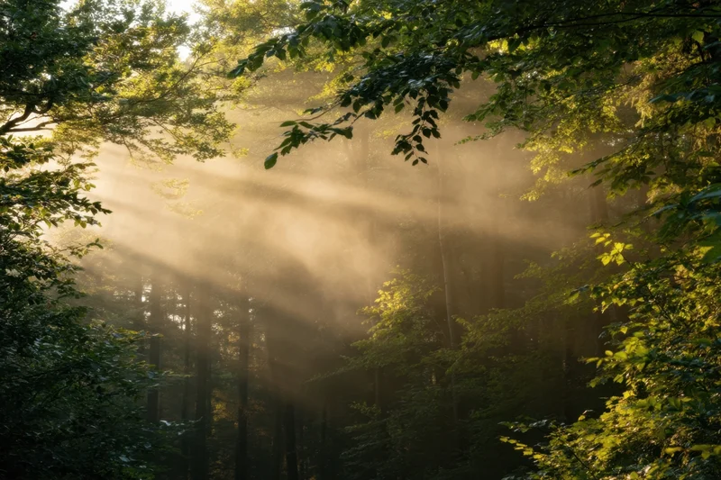 Sunlight streaming through misty forest canopy at dawn