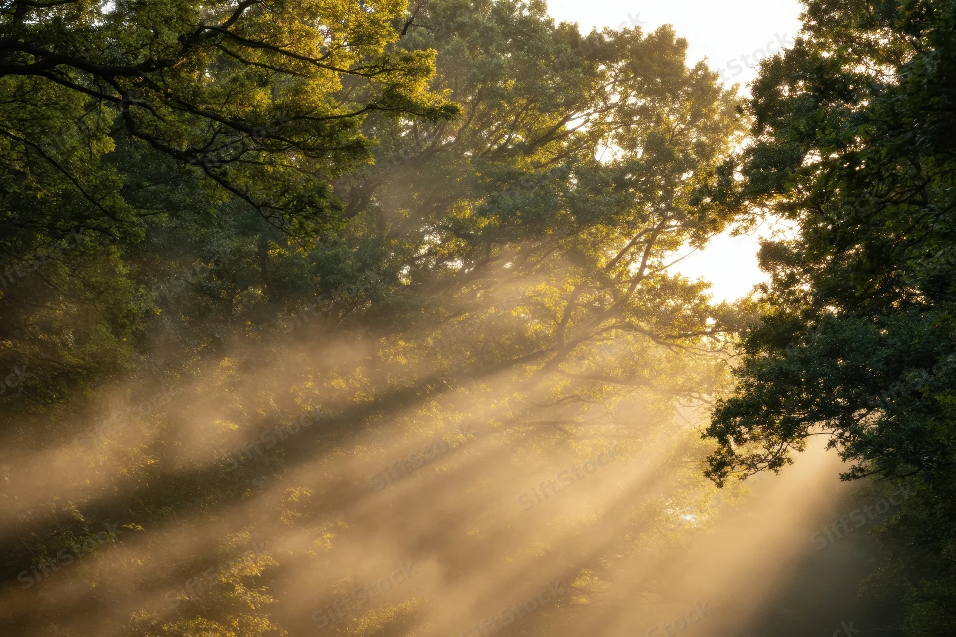 Golden sunlight streaming through misty forest canopy at dawn