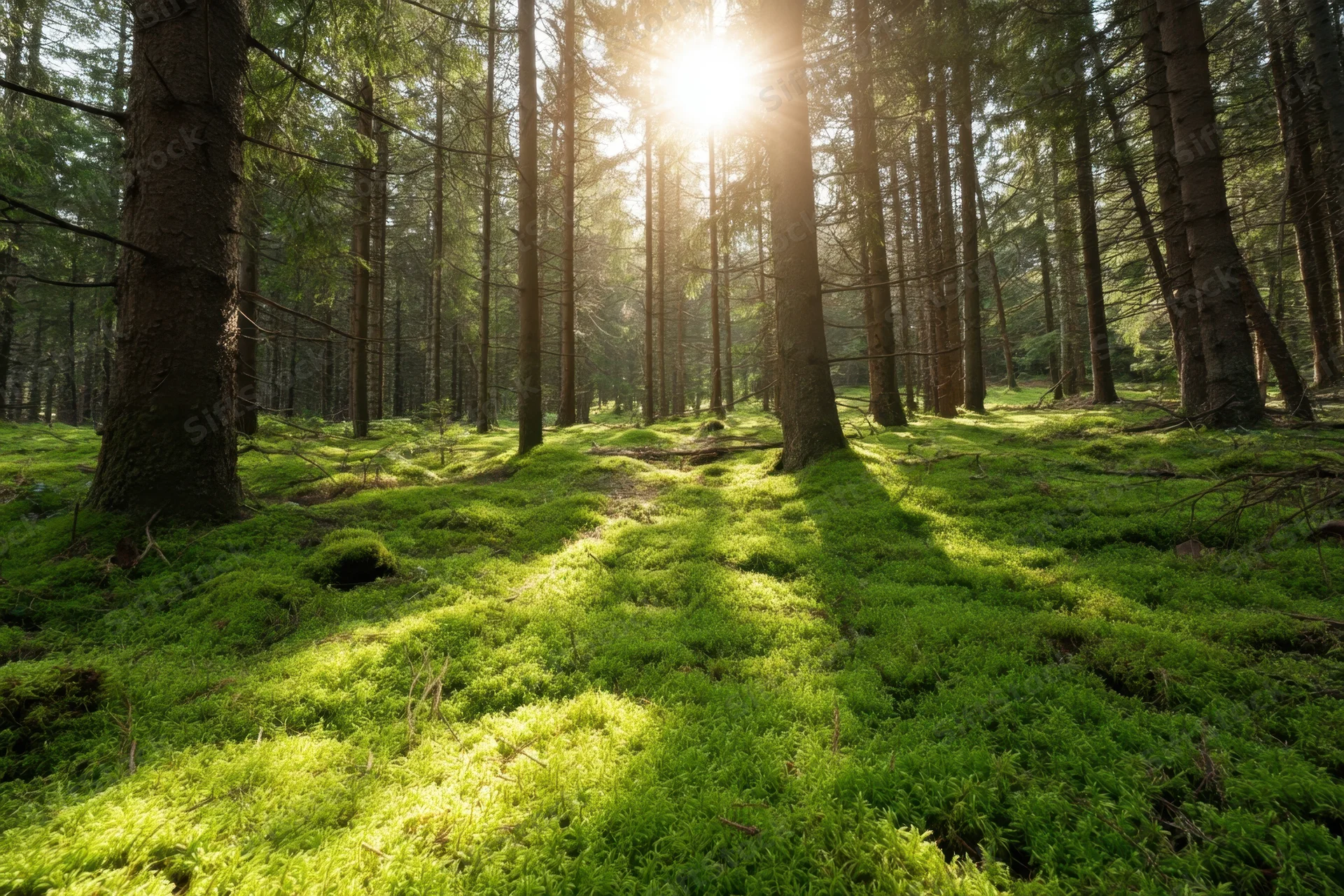 Sunbeams filtering through tall conifer trees onto a vibrant green mossy forest floor