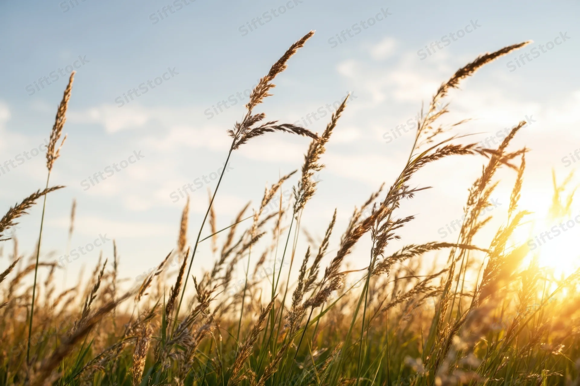 Tall grasses swaying in a sunlit field under a clear sky