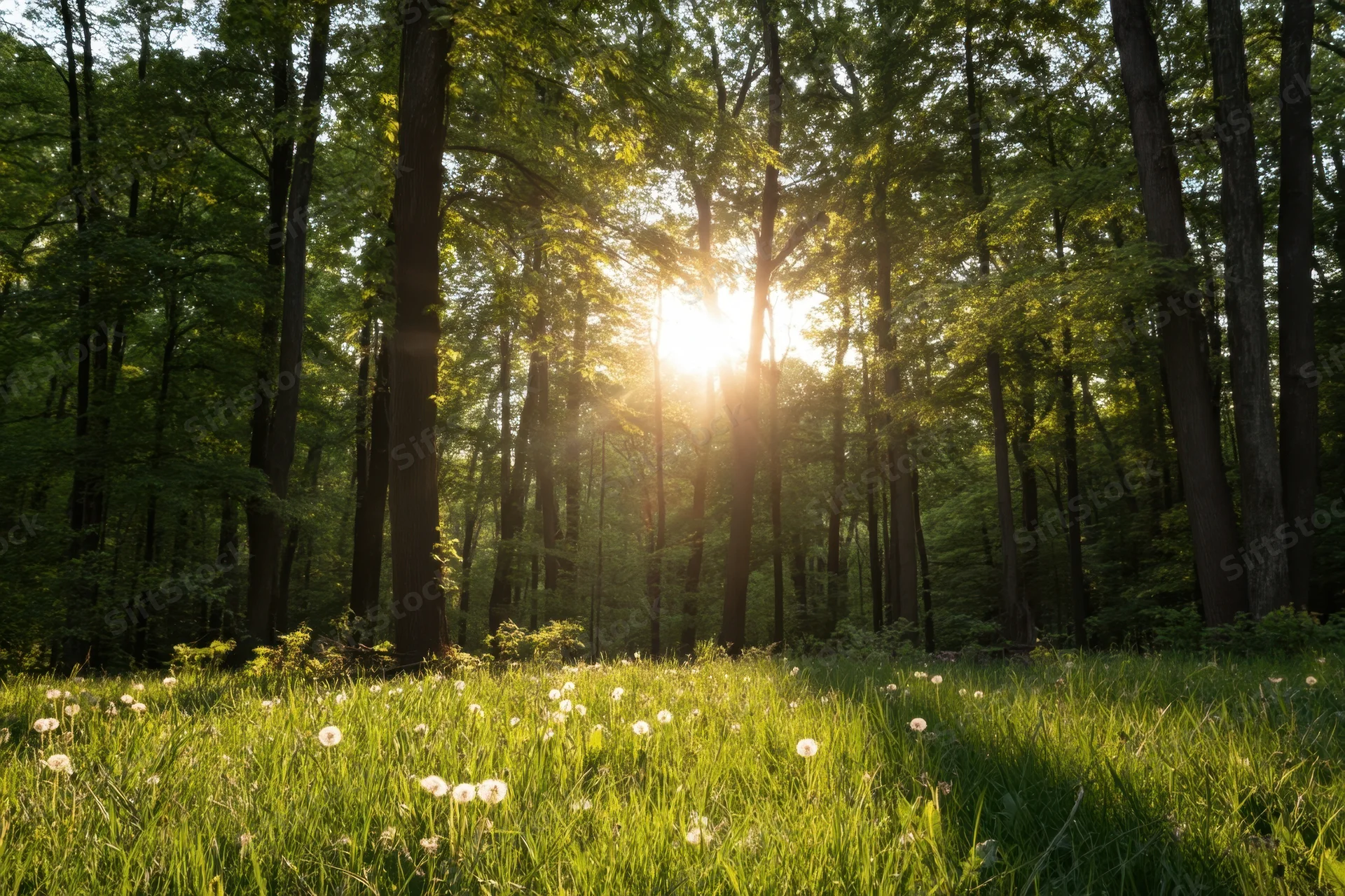 Sunlight filtering through tall trees in a forest clearing with green grass and dandelions